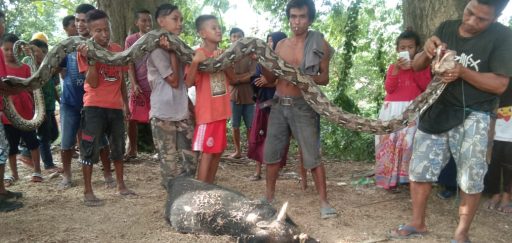 Heboh, Warga Desa Bangga Temukan Ular Piton Sepanjang 7 Meter