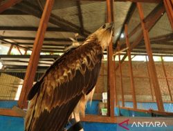 BKSDA Sita Burung Elang dari Pedagang Satwa di Sulawesi Tengah